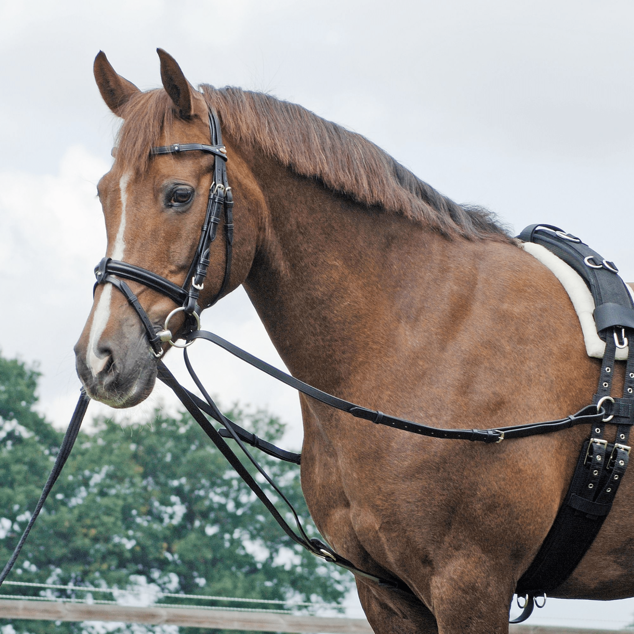 BUSSE Dreieckszügel "BASIC" von ICE - Line - ICE - line Reitsport