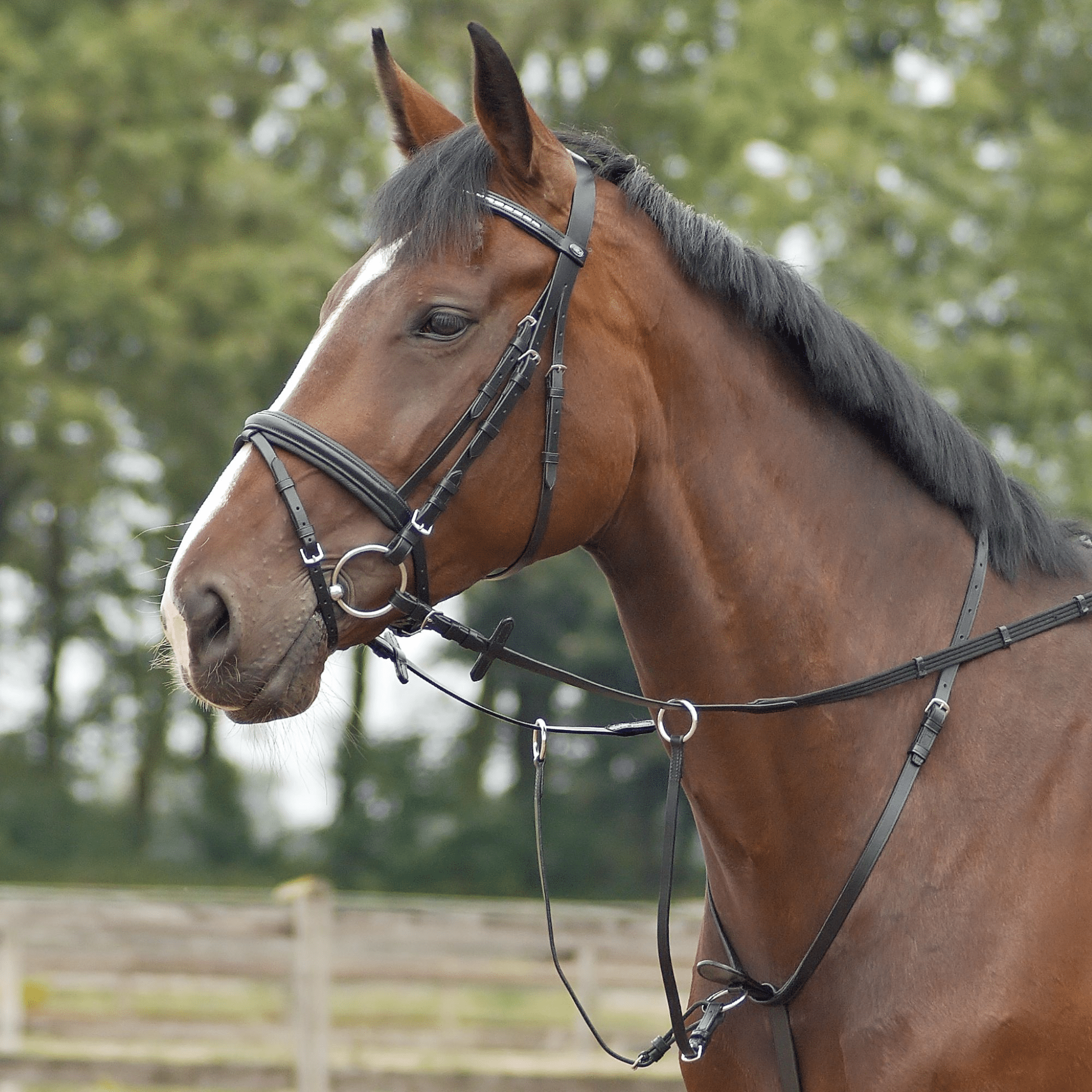 BUSSE "MARTINGAL BASIC - PRO" von ICE - Line - ICE - line Reitsport