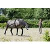 »CoraLe« Trainingssystem von ICE - Line - ICE - line Reitsport